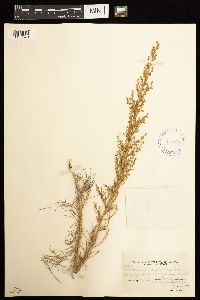 Artemisia californica image