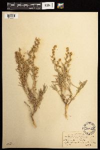 Media resource of Artemisia cana
