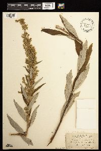 Media resource of Artemisia douglasiana