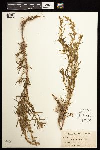 Artemisia dracunculus image