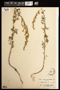 Artemisia dracunculus image