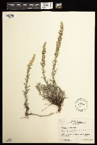 Artemisia frigida image