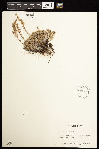 Artemisia frigida image