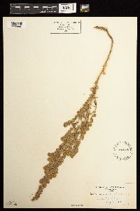 Artemisia frigida image