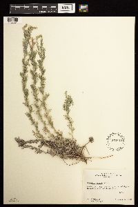 Artemisia frigida image
