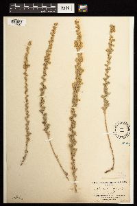Artemisia frigida image