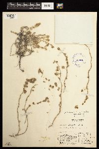 Artemisia frigida image