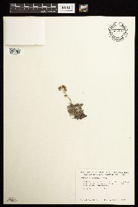 Media resource of Artemisia furcata