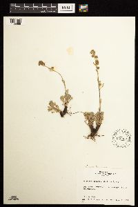 Artemisia furcata image