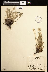 Artemisia globularia image