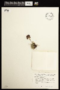 Artemisia globularia image