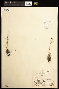 Artemisia globularia image