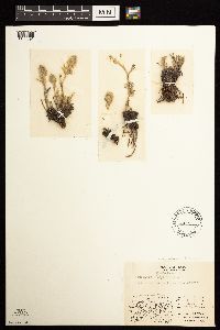 Artemisia globularia image