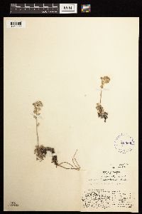 Artemisia glomerata image