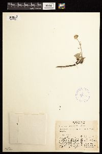 Artemisia glomerata image