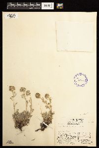 Artemisia glomerata image