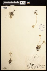 Artemisia glomerata image