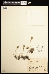 Artemisia glomerata image