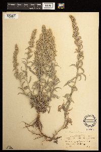 Artemisia ludoviciana subsp. ludoviciana image