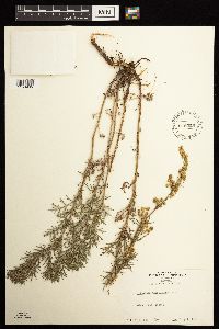 Artemisia michauxiana image