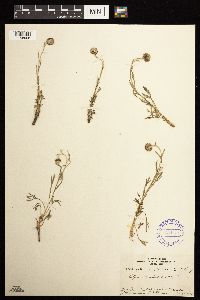 Artemisia pattersonii image