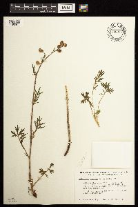 Artemisia norvegica image
