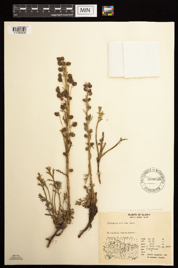 Artemisia norvegica image