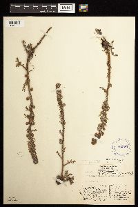 Artemisia norvegica image