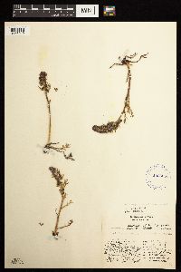 Artemisia norvegica image