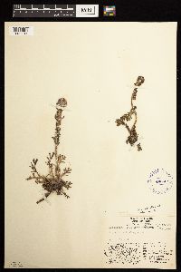 Artemisia norvegica image