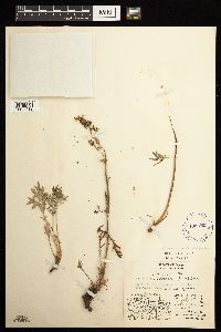 Artemisia norvegica image