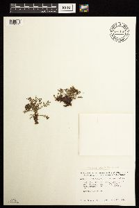 Artemisia norvegica image