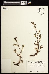 Artemisia norvegica image