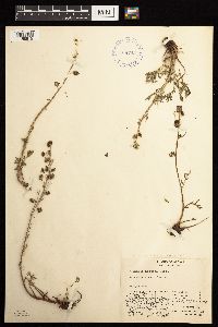 Artemisia norvegica image