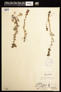 Artemisia norvegica image