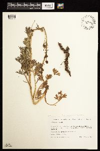 Artemisia norvegica image