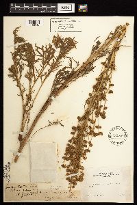 Artemisia norvegica image