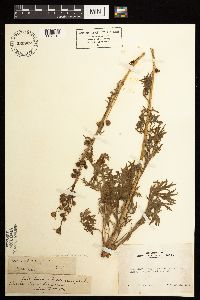Artemisia norvegica image