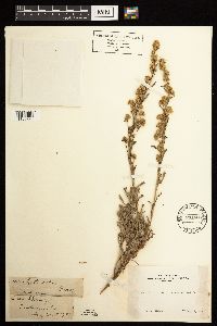 Artemisia rothrockii image