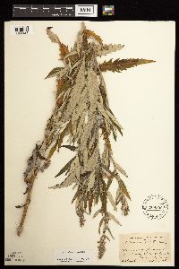 Artemisia serrata image