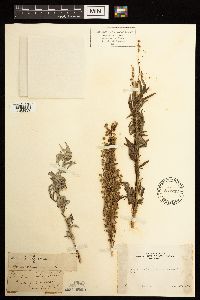 Artemisia vulgaris image