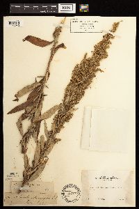 Artemisia vulgaris image