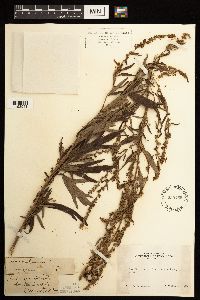 Artemisia vulgaris image