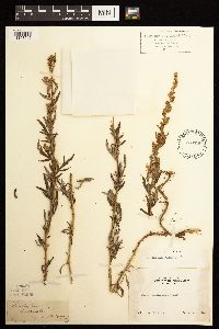 Artemisia vulgaris image