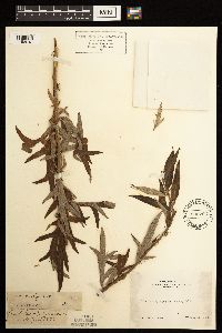Artemisia vulgaris image