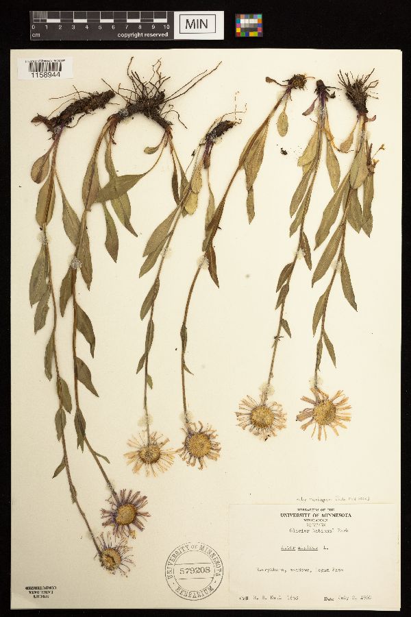 Aster alpinus subsp. vierhapperi image