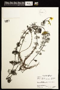 thumbnail image of current specimen