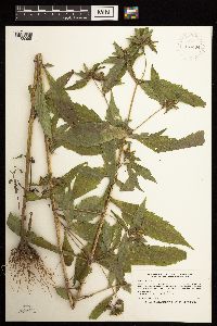 Bidens tripartita image