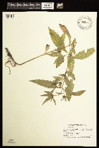 Bidens tripartita image