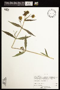 Bidens tripartita image